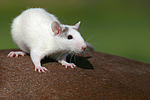 kleintierfotos ratte_-_farbratte