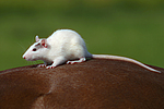 kleintierfotos ratte_-_farbratte