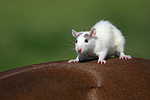 kleintierfotos ratte_-_farbratte