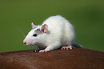 kleintierfotos ratte_-_farbratte
