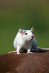kleintierfotos ratte_-_farbratte