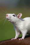 kleintierfotos ratte_-_farbratte