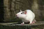 kleintierfotos ratte_-_farbratte