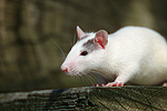 kleintierfotos ratte_-_farbratte