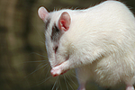kleintierfotos ratte_-_farbratte