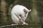 kleintierfotos ratte_-_farbratte