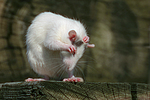 kleintierfotos ratte_-_farbratte