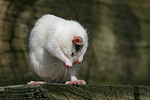 kleintierfotos ratte_-_farbratte