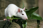 kleintierfotos ratte_-_farbratte