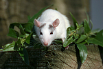 kleintierfotos ratte_-_farbratte