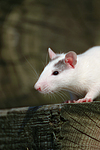 kleintierfotos ratte_-_farbratte