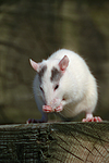 kleintierfotos ratte_-_farbratte