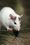 kleintierfotos ratte_-_farbratte