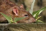 kleintierfotos ratte_-_farbratte