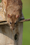 kleintierfotos ratte_-_farbratte
