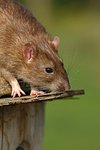 kleintierfotos ratte_-_farbratte