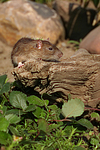 kleintierfotos ratte_-_farbratte