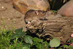 kleintierfotos ratte_-_farbratte