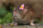 kleintierfotos ratte_-_farbratte