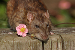 kleintierfotos ratte_-_farbratte