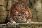 kleintierfotos ratte_-_farbratte
