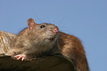 kleintierfotos ratte_-_farbratte