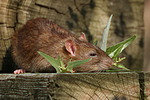 kleintierfotos ratte_-_farbratte