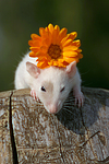 kleintierfotos ratte_-_farbratte