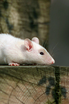 kleintierfotos ratte_-_farbratte