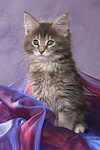 katzenfotos maine_coon