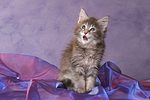 katzenfotos maine_coon