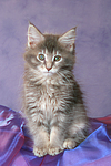 katzenfotos maine_coon