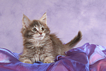 katzenfotos maine_coon