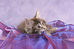 katzenfotos maine_coon