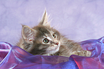 katzenfotos maine_coon