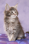 katzenfotos maine_coon