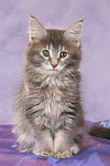 katzenfotos maine_coon