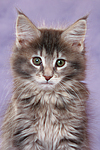katzenfotos maine_coon