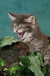 katzenfotos maine_coon