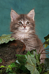 katzenfotos maine_coon