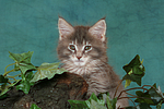 katzenfotos maine_coon