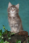 katzenfotos maine_coon