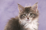 katzenfotos maine_coon