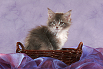 katzenfotos maine_coon