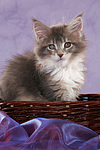 katzenfotos maine_coon