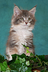 katzenfotos maine_coon