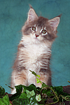 katzenfotos maine_coon