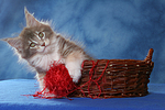 katzenfotos maine_coon
