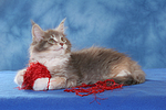katzenfotos maine_coon