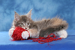 katzenfotos maine_coon